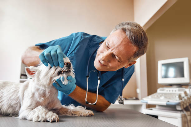 Best Pediatric Emergency Dentist in Perry, IA